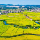 湖南新田：沃野金黄 丰收画卷（组图）