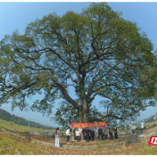 安仁县洋际村：重阳古树喜迎重阳节 敬老新风暖心促振兴