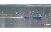 怀化沅陵：五强溪湿地公园迎来大批珍稀候鸟迁徙越冬