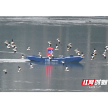 怀化沅陵:五强溪湿地公园迎来大批珍稀候鸟迁徙越冬