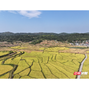 桂阳县：水稻喜迎丰收 特色种养赋能粮农双增收