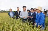 稻虾专用品种湖南岳阳千亩示范方现场观摩与研讨会在岳阳市屈原管理区举行
