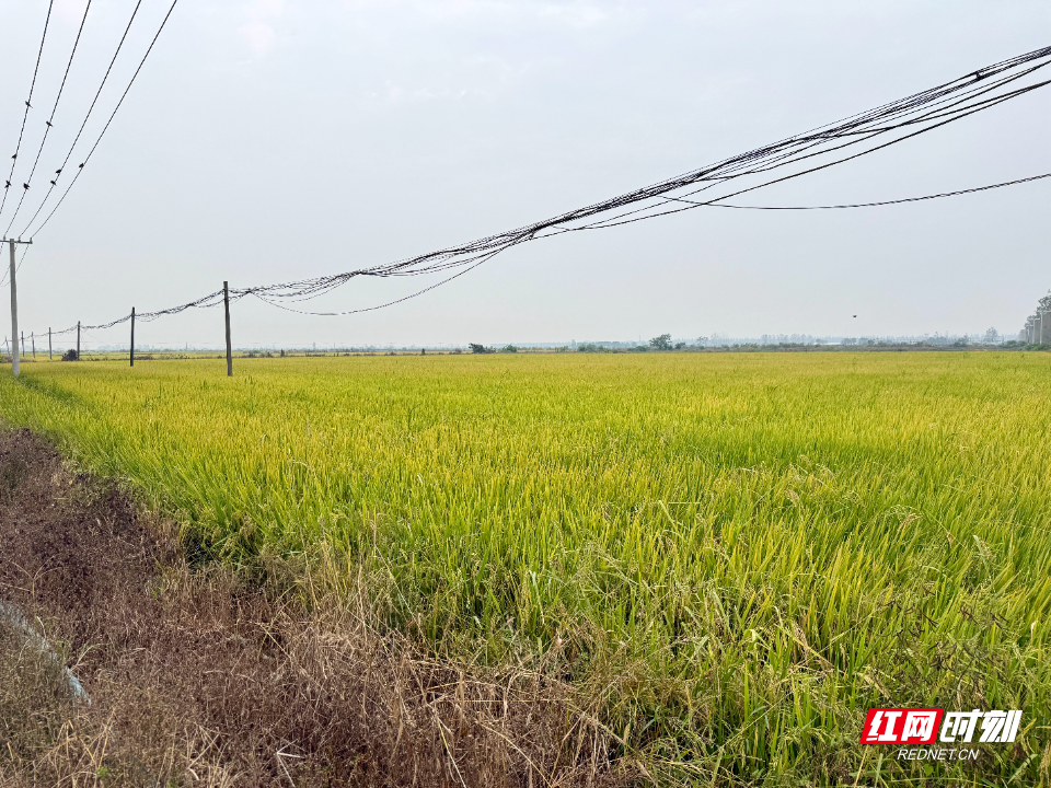 屈原11.jpg 屈原11.jpg