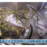 我国首次太空培育两代水稻取得新突破