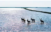 呦呦鹿鸣栖湖洲 洞庭湿地入画来