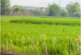 Four Projects in Hunan Inscribed as China Nationally Important Agricultural Cultural Heritage System
