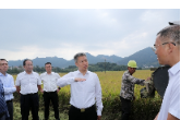 曾超群赴双峰县、娄星区调研晚稻收割工作