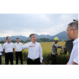 曾超群赴双峰县、娄星区调研晚稻收割工作