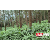 山乡人物丨刘中军:一片魔芋寄乡愁 扎根烟溪沃土耕耘振兴梦
