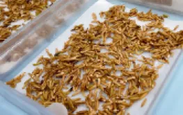 刷新世界纪录！湖南揭秘杂交水稻制种亩产破千斤的“核心密码”