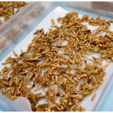 刷新世界纪录!湖南揭秘杂交水稻制种亩产破千斤的“核心密码”