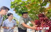 靖州税务：税惠“甜”透红提丰收路