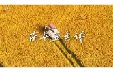 南县五色谱①丨沃野流金，洞庭农耕的温暖底色