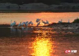 安仁县：白鹭伴夕阳 醉美永乐江