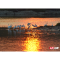 安仁县:白鹭伴夕阳 醉美永乐江