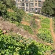 唤醒闲置 “边角地” 停出民生幸福感