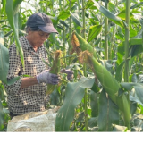 江永:甜玉米陆续采收 精品果蔬直供大湾区