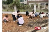 桃江县沾溪镇肖车塘小学：荒地变菜地 劳动进课堂