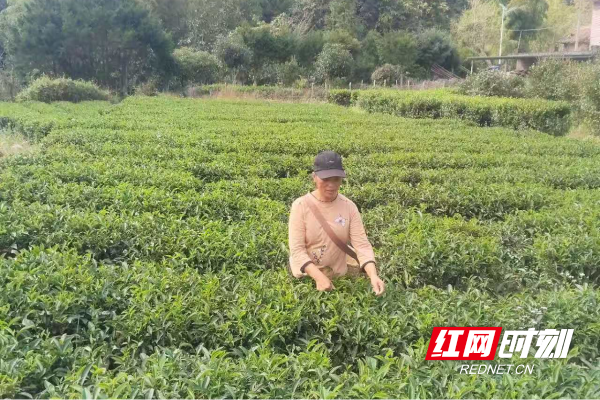 黄爱容.png