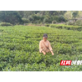 茶山深处婶娘恩