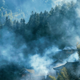 散文丨杨榴英:草木有本心