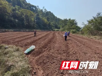 党建引领促发展 稻油轮作助振兴——慈利县杨柳铺乡荷叶村200余亩良田实现“一地双收”