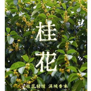 海报 | 桂花：一丝丝甜香，捎来秋日清欢