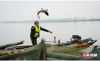 视频｜渔网起落鱼满舱 临湘冶湖冬捕正当时