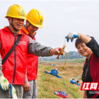 国网株洲渌口区供电公司:供电不“塌场”,鲜虾“味”千里