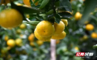 橘越山海丨一颗石门柑橘如何做到“游历世界”