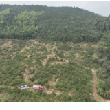 祁阳:油茶“黄金果”搭上无人机 老产业跑出提质新速度