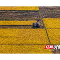 嘉禾县普满乡13000余亩晚稻收割过半