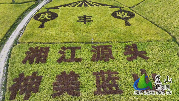 美丽蓝山：彩稻绘美景 游客赏秋来.jpg