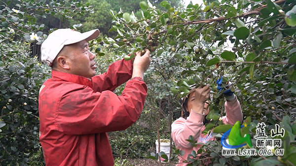 新圩镇上清涵村:霜降采金果 油茶助增收1.jpg