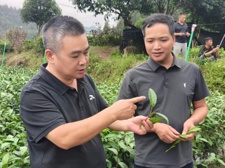 保靖黄金茶碾茶企业标准正式发布