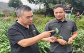 保靖黄金茶碾茶企业标准正式发布