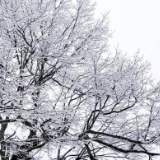 生态文学丨戴志刚：雪落河洲