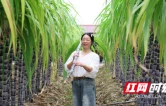 衡山：特色甘蔗迎采收 解锁秋冬甜蜜滋味