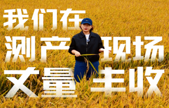 视频丨从稻田到数字！我们在测产现场丈量丰收