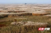 251.06万元成交 君山3.2万亩芦苇资源线上竞拍实现国有资产增值