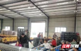 澧县码头铺镇：党旗插在产业链 纾困落到最前沿