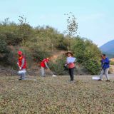 新田:志愿助农采收油茶果(组图)