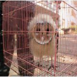 江永县放生一只国家二级保护动物猴面鹰