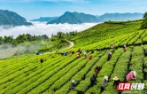 茶香漫老区 桑植白茶“链”动万家增收