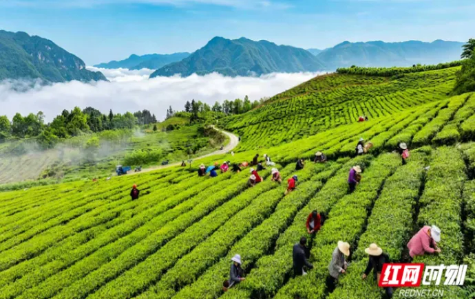 茶香漫老区 桑植白茶“链”动万家增收