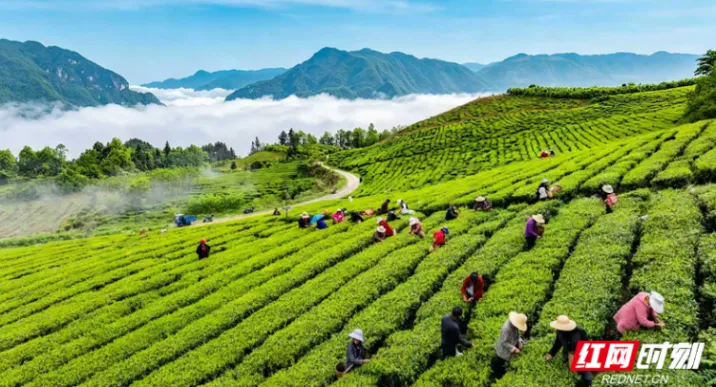 茶香漫老区 桑植白茶“链”动万家增收