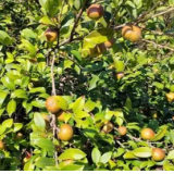 金秋摘“金果” 油茶喜丰收!双牌县五星岭乡朝阳村200余亩油茶迎来采摘季