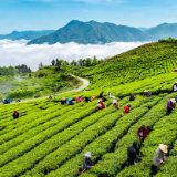 茶香漫老区 桑植白茶“链”动万家增收
