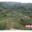 桂东县青山乡：油茶采收正当时 满山硕果富乡邻