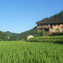 党旗领航聚合力,产业兴旺润乡邻——桑植县上河溪乡东风坪村推进美丽乡村建设纪实
